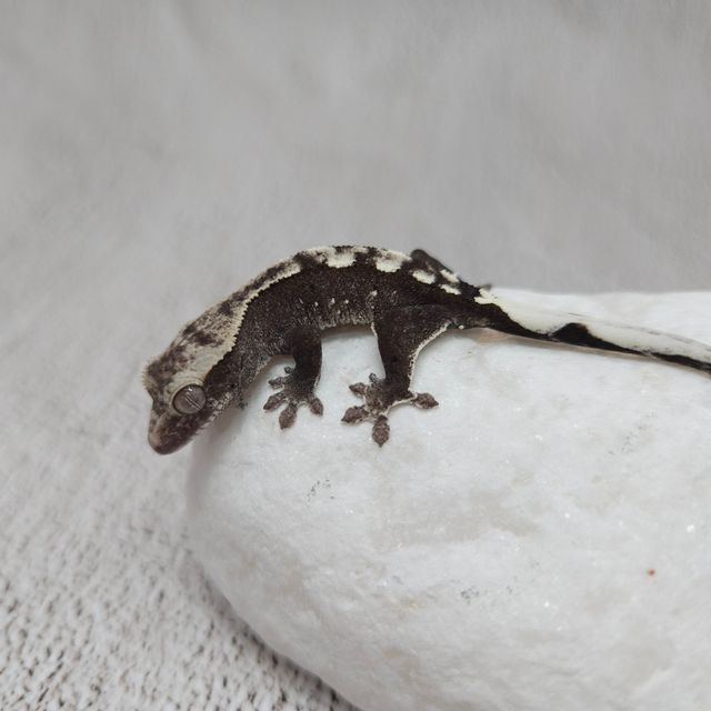 아잔틱