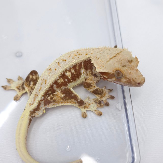Red Lilly 100% Het Axanthic
