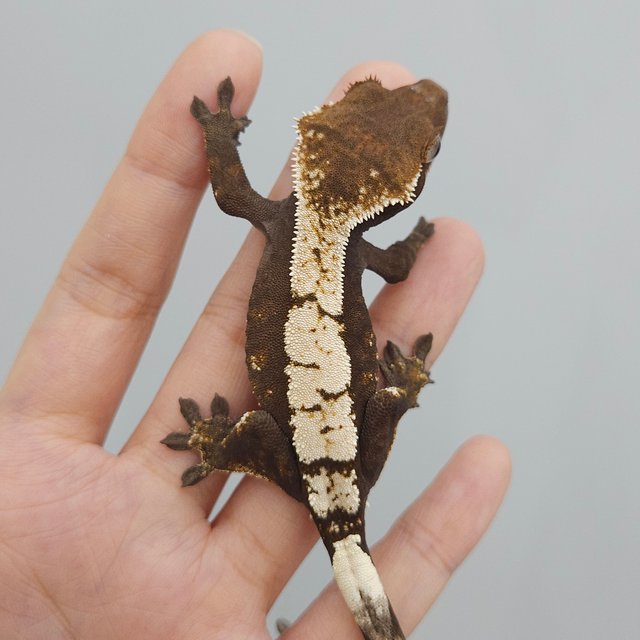 세이블 100%헷아잔틱