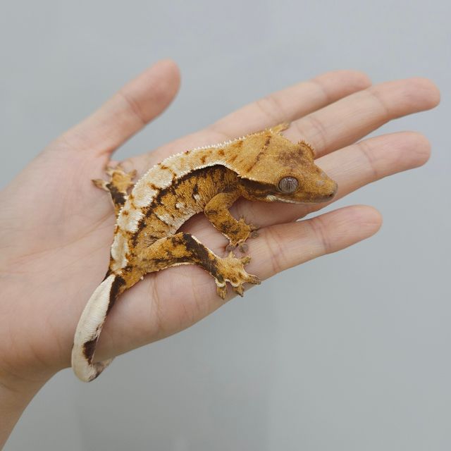 트라이 익스트림할리퀸