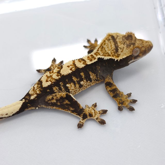 100% Het Axanthic