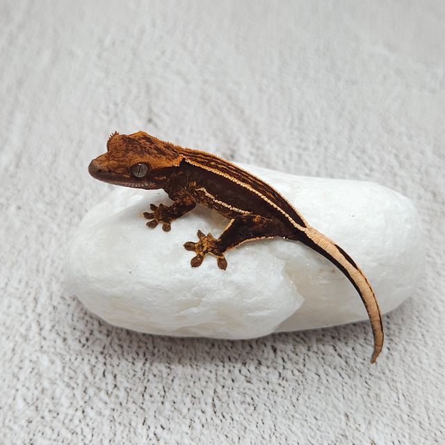 풀핀 쿼드