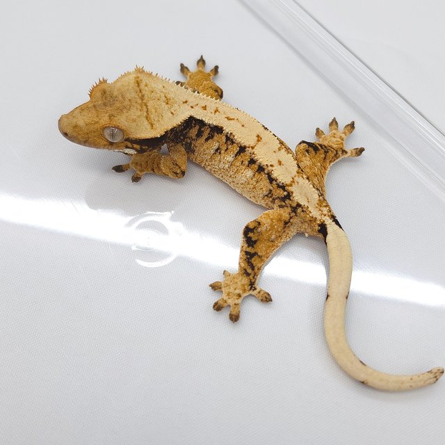 White Spot Extreme Harlequin Tri