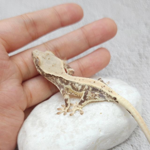릴리화이트 트라이
