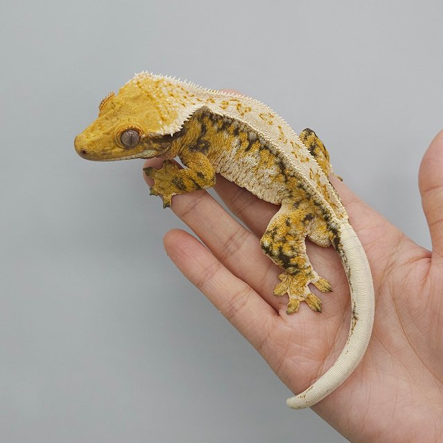 드리피 화이트스팟 트라이