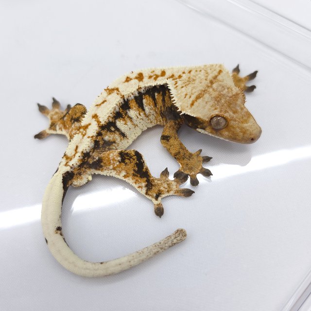 Tri Extreme Harlequin