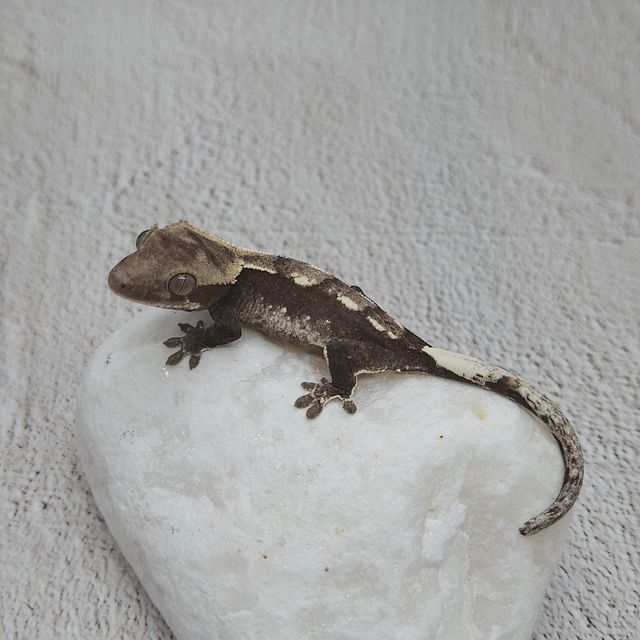 아잔틱