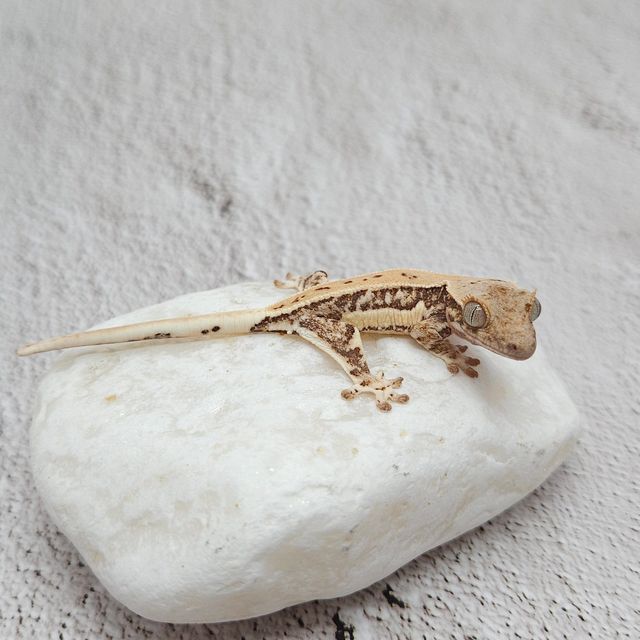 릴리화이트 트라이