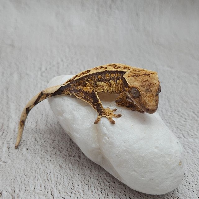 트라이 익스트림할리퀸