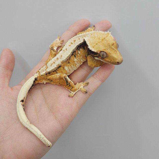 드리피 트라이 익스트림할리퀸