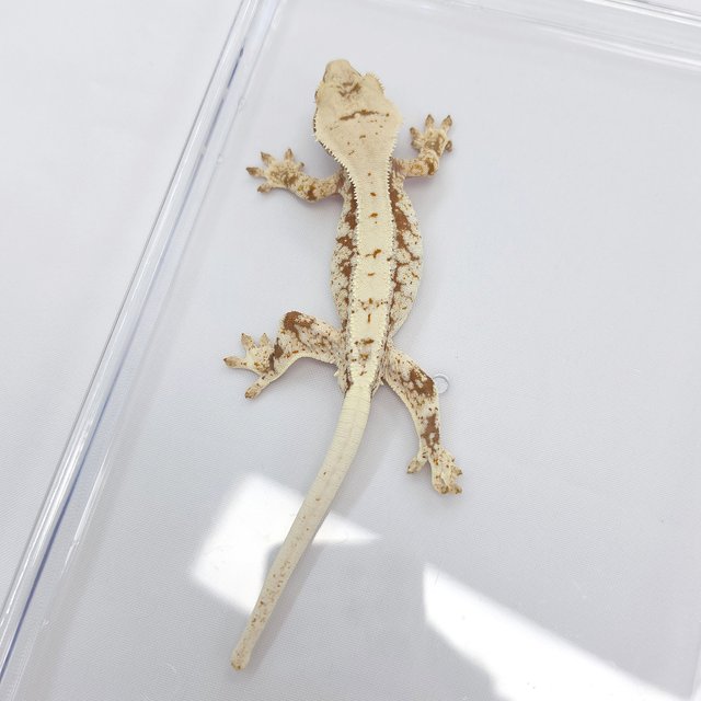 Lilly 100% Het Axanthic
