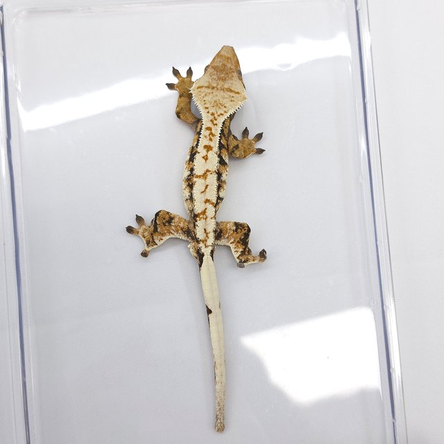 Tri Extreme Harlequin