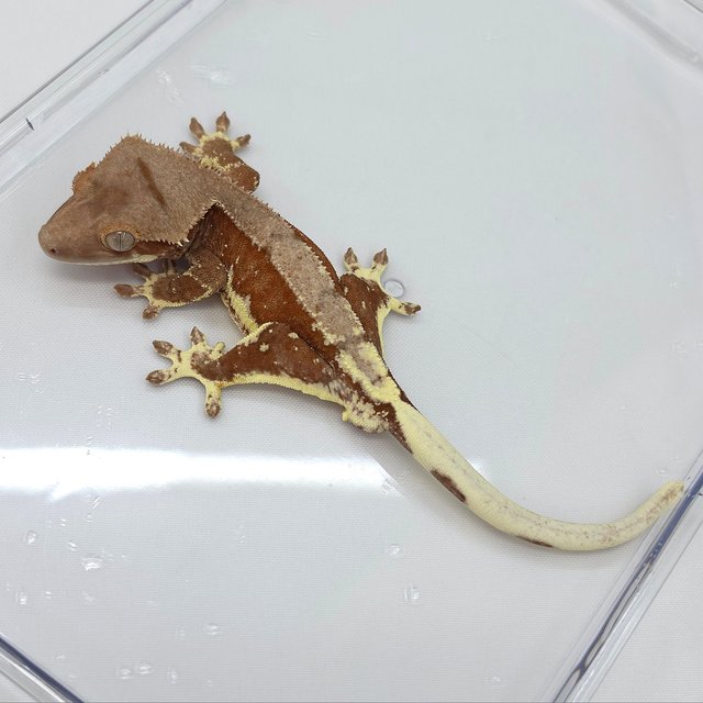 Red Phantom Lilly 100% Het Axanthic