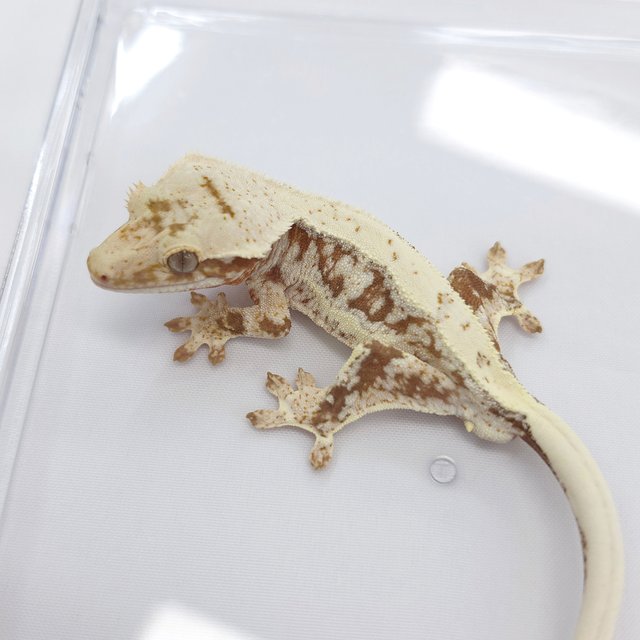 Lilly 100% Het Axanthic