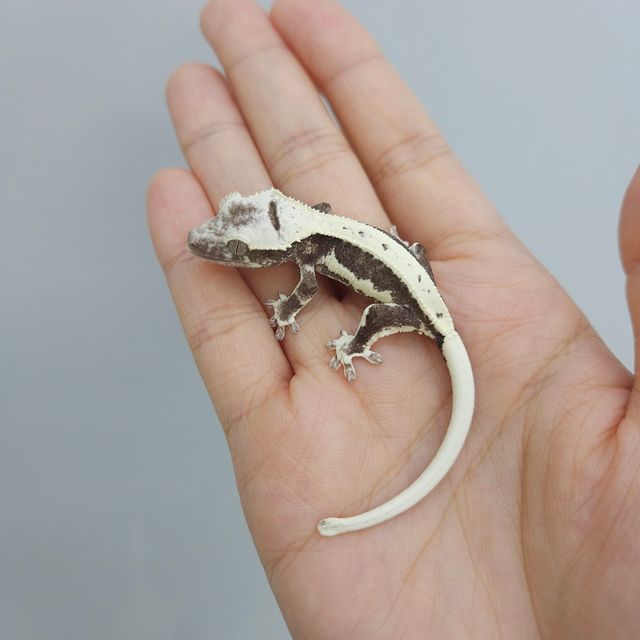 릴잔틱