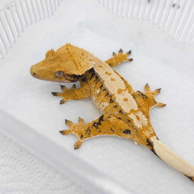 Tri Extreme Harlequin