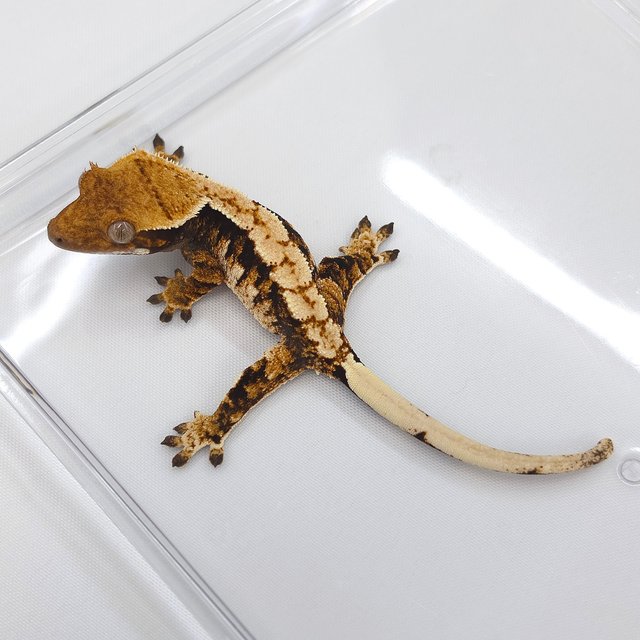 Tri Extreme Harlequin