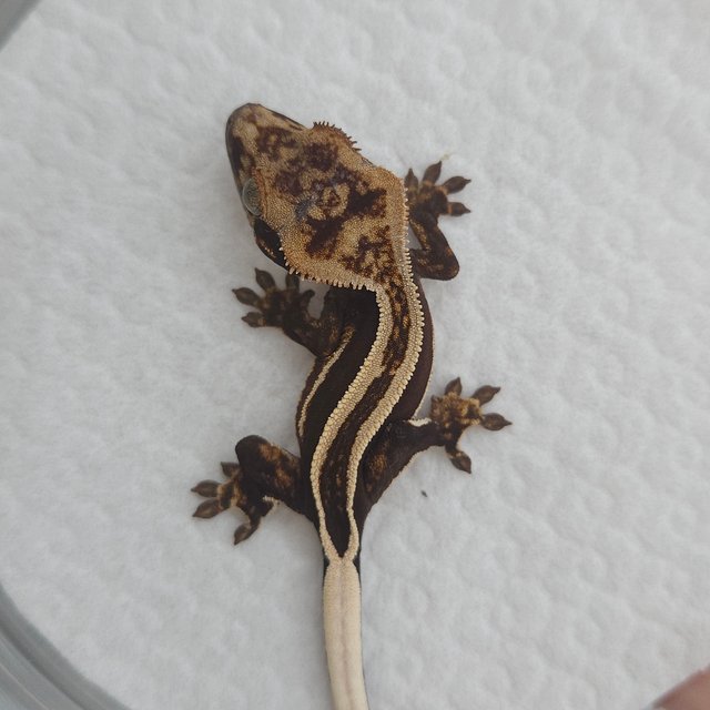 슈퍼스트라이프 엠티백