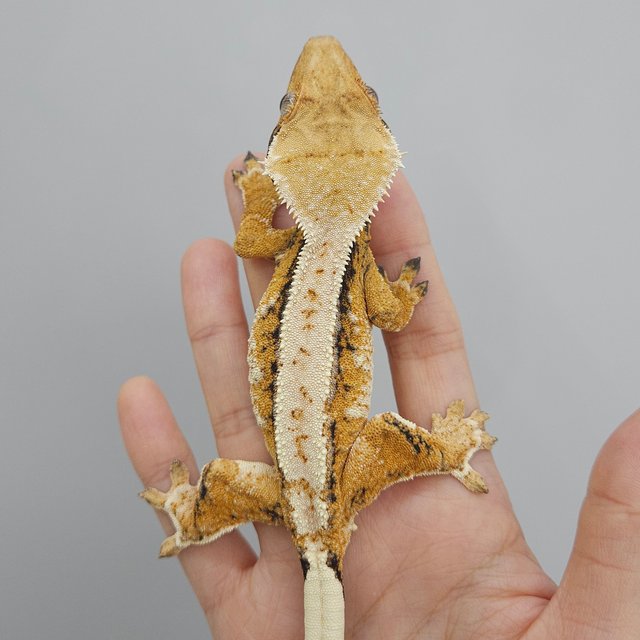 드리피 트라이 익스트림할리퀸