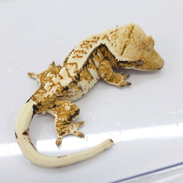 Tri Extreme Harlequin