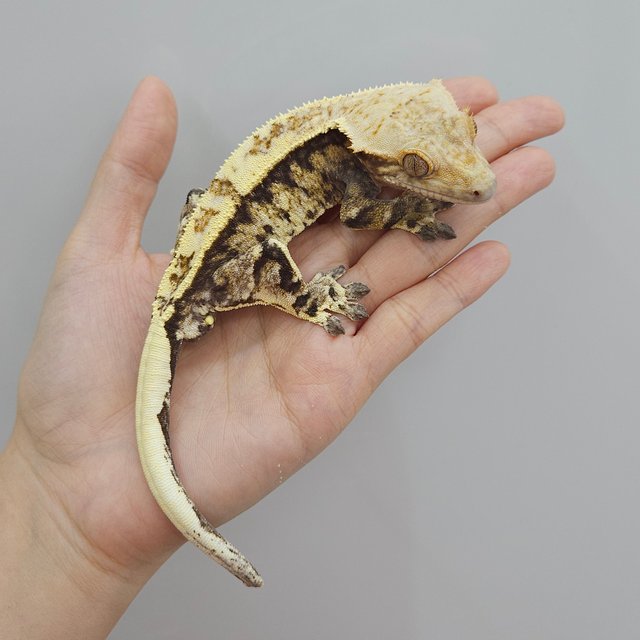 트라이 카푸치노