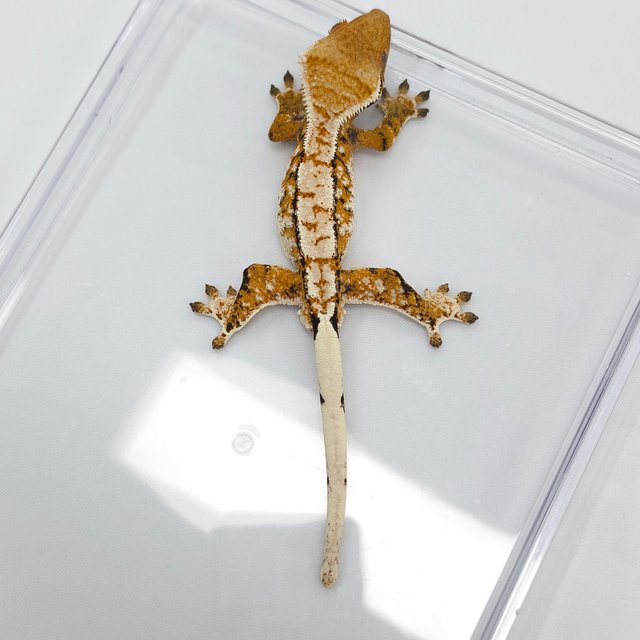 Tangerine Tri Extreme Harlequin White Spot