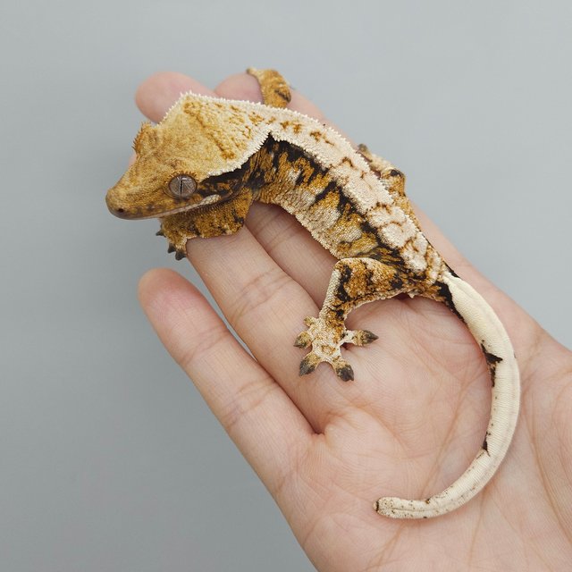 트라이 익스트림할리퀸