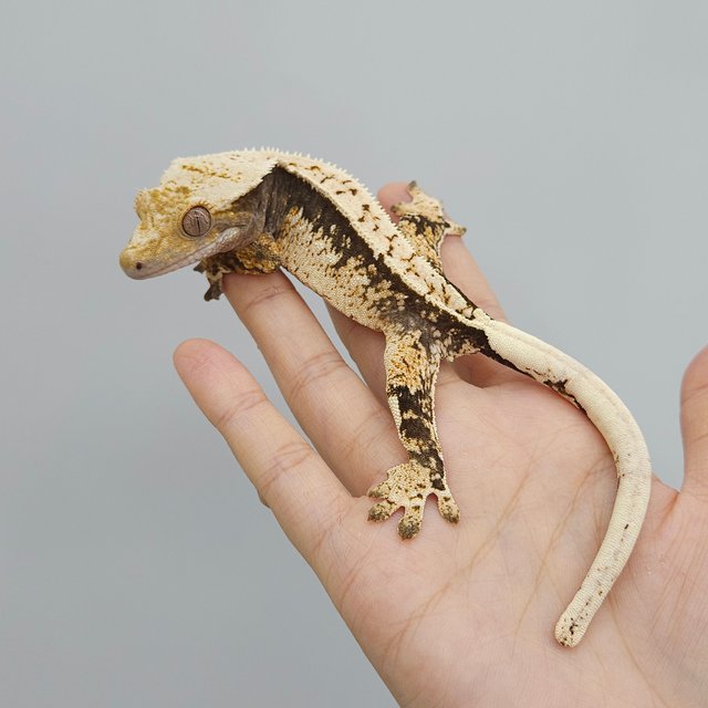 트라이 익스트림할리퀸