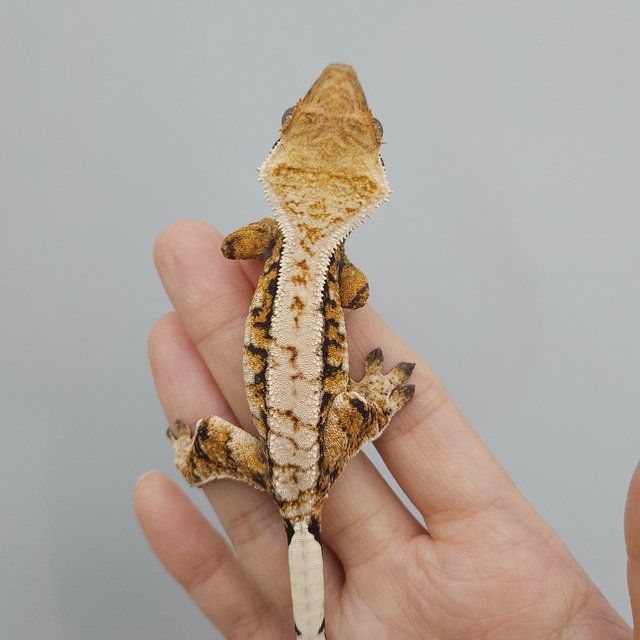 트라이 익스트림할리퀸