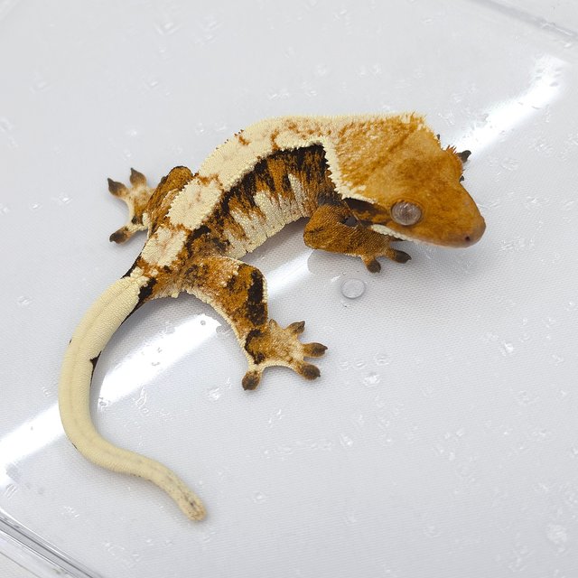 Tri Extreme Harlequin