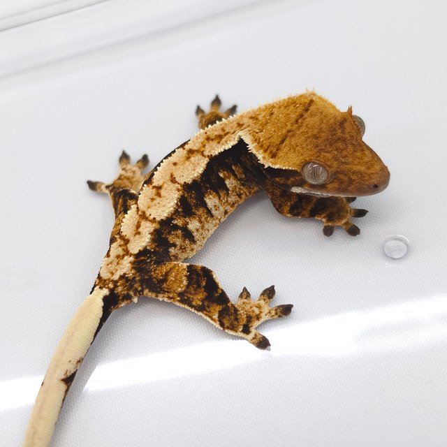 Tri Extreme Harlequin