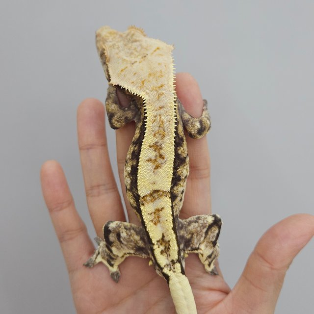 트라이 카푸치노