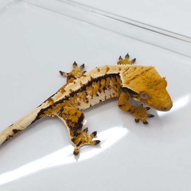 Tri Extreme Harlequin