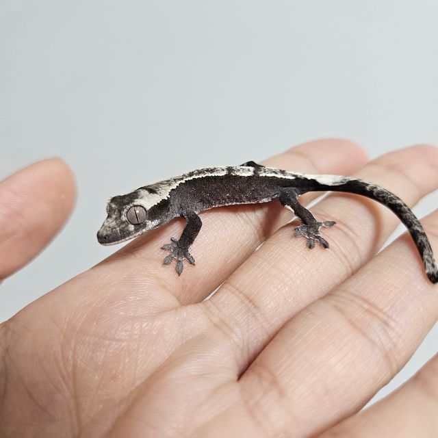 아잔틱