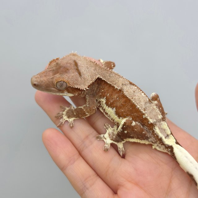 Red Phantom Lilly 100% Het Axanthic