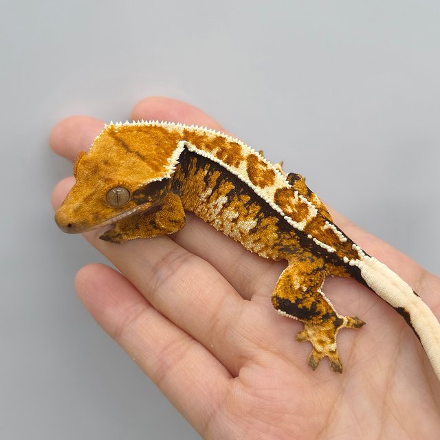 Tangerine Tri Extreme Harlequin