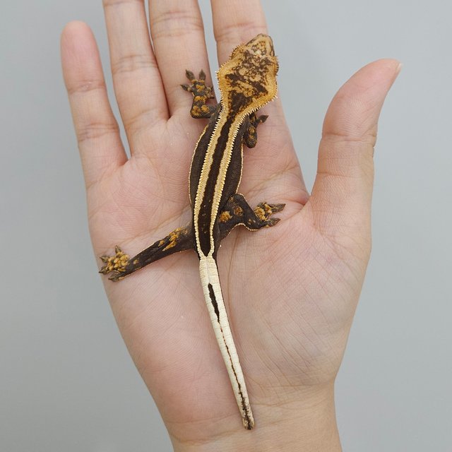 슈퍼스트라이프 엠티백