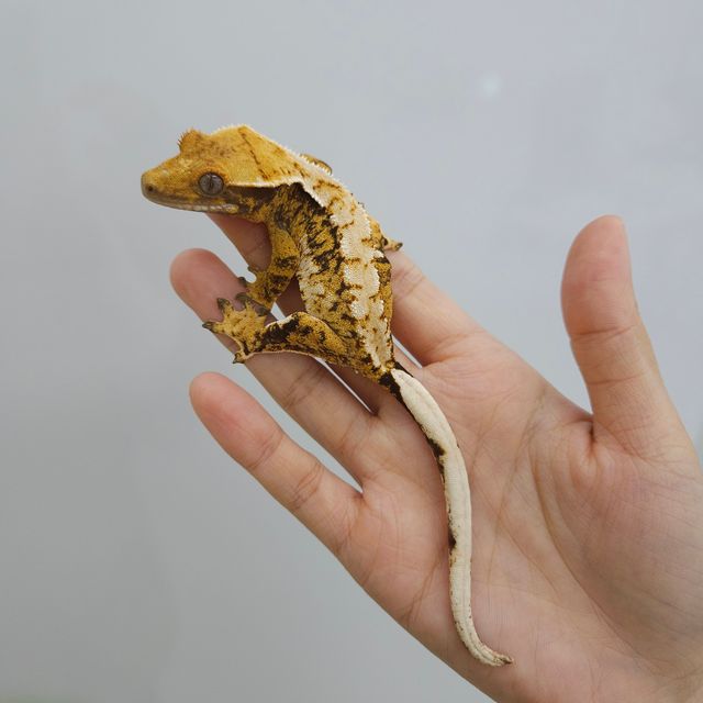 트라이 익스트림할리퀸