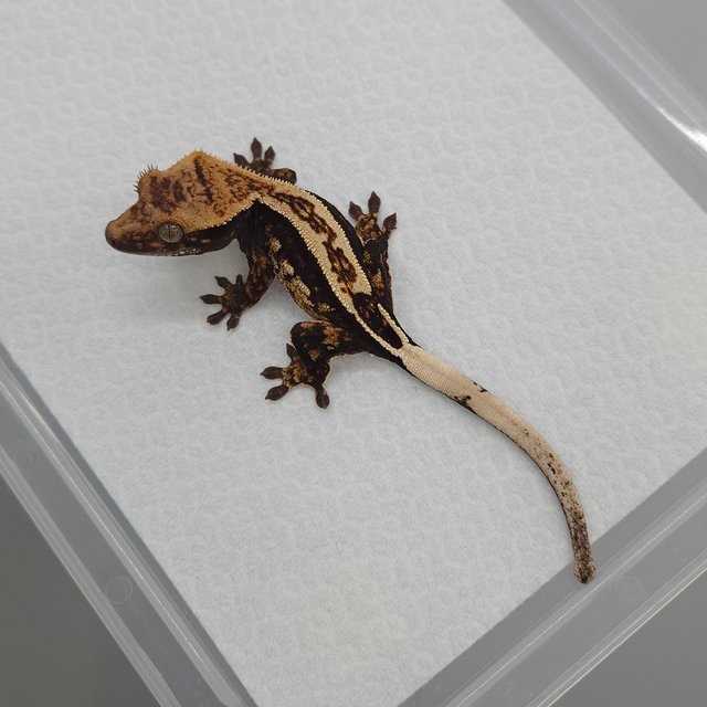 엠티백 100%헷아잔틱