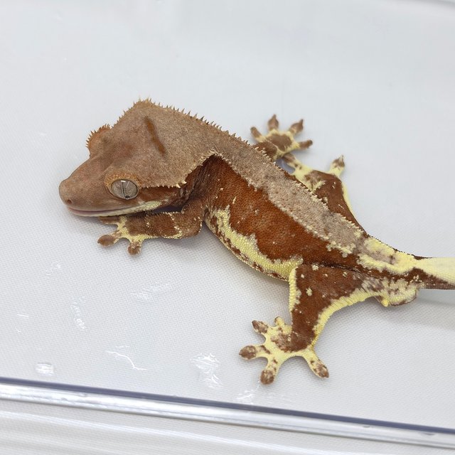 Red Phantom Lilly 100% Het Axanthic