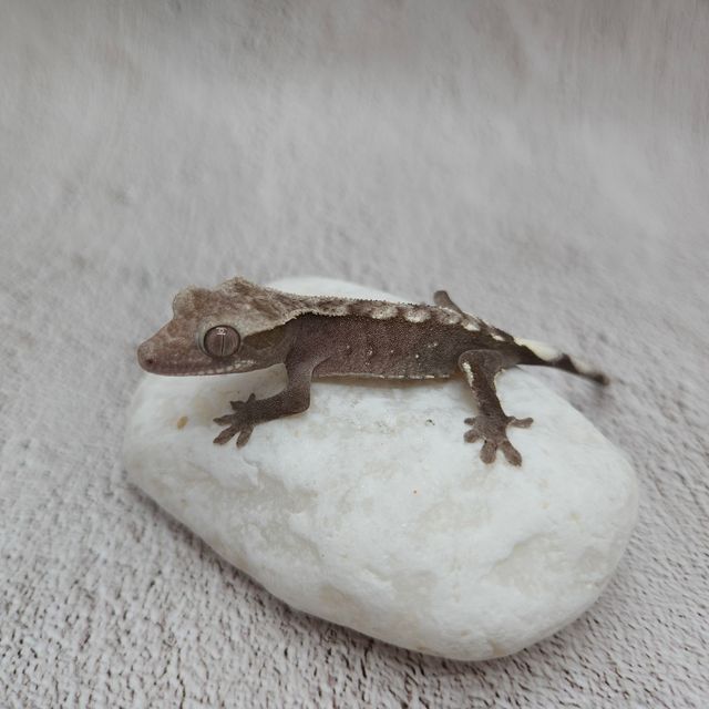 아잔틱