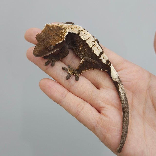 세이블 100%헷아잔틱