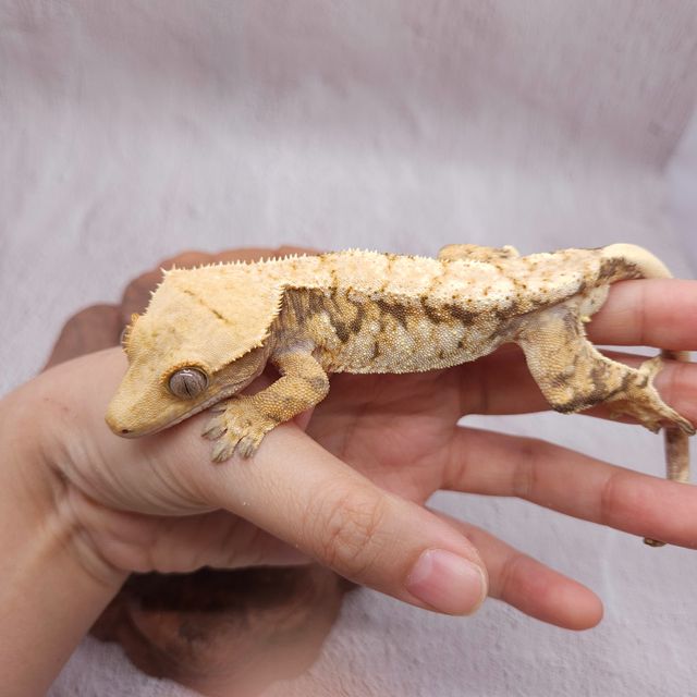 트라이