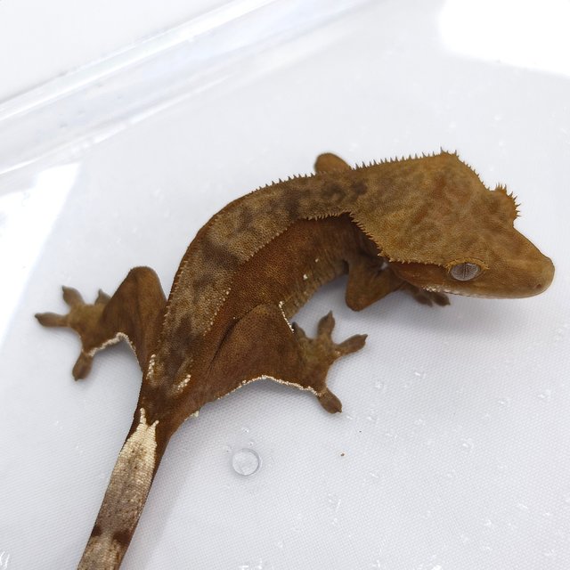 Patternless 100% Het Axanthic