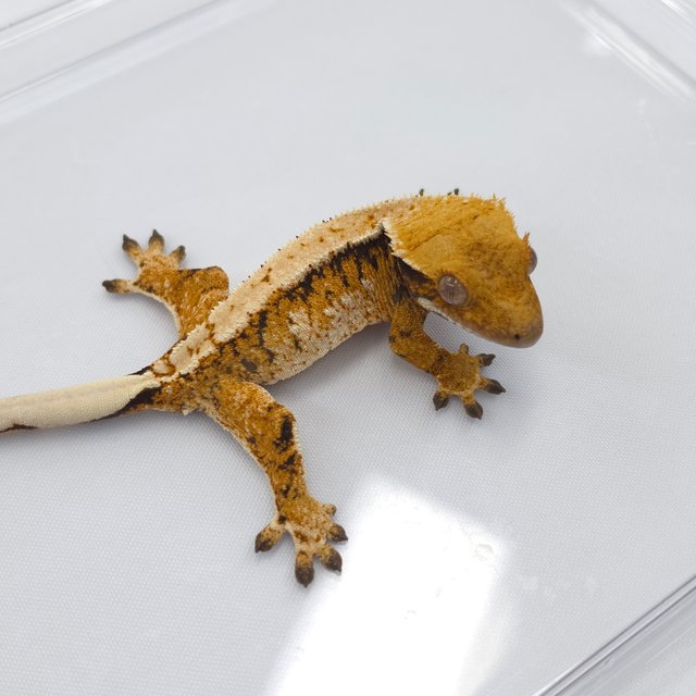 Tri Extreme Harlequin White Spot