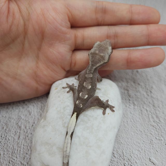 아잔틱
