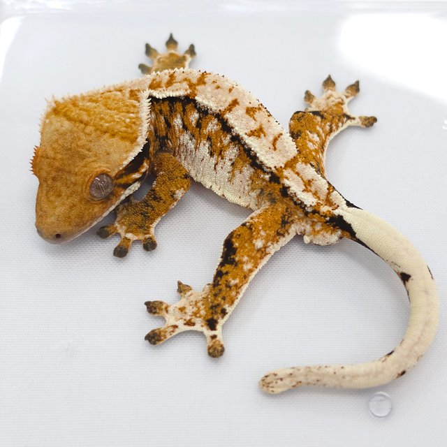 Tangerine Tri Extreme Harlequin White Spot