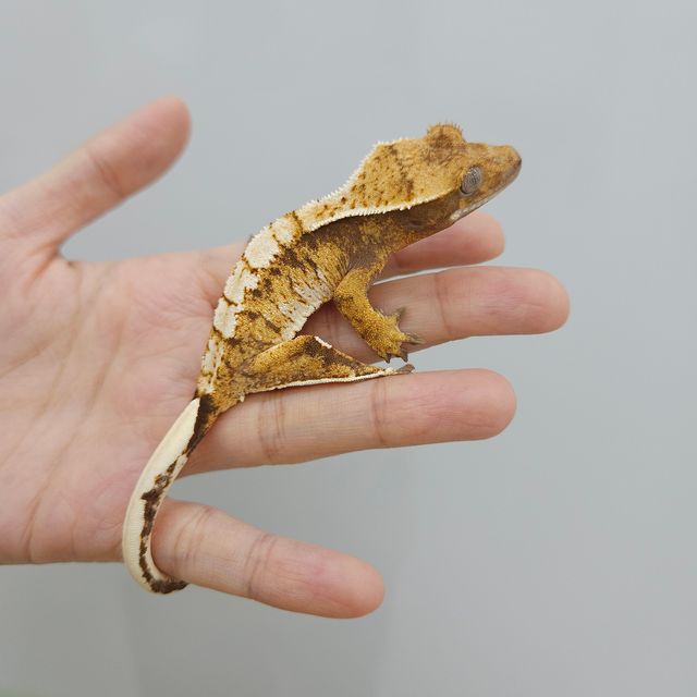 트라이 익스트림할리퀸