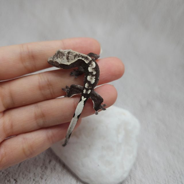 아잔틱