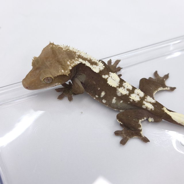 Axanthic
